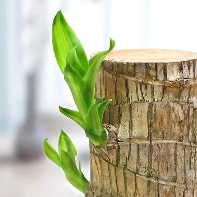 Lucky Brazil Wood Potted Plant Healthy Indoor Live Lucky Brazilian Wood Plant for Living Room, Feng Shui Plant (Pack of 1) (Without Pot)